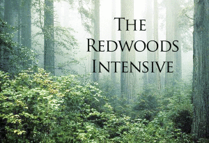 Redwoods_Intensive_3